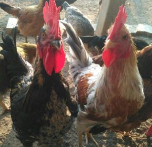 Raja2 Breed Chicks