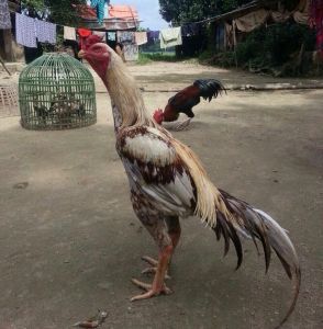 Salem Nati Breed Chicks