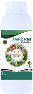 Azotobacter Biofertilizer for Agriculture