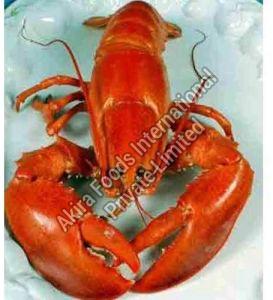 Frozen Lobster, Color : Red, Brand Name : Akira Fresh for Cooking