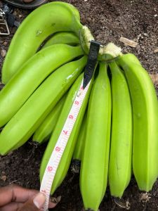 Green Natural Cavendish G9 Banana, Packaging Size : 10Kg