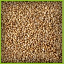 Sorghum Bicolor Jowar