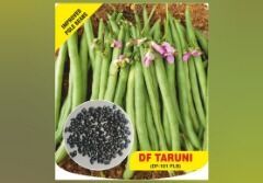 Yard Long Beans for Culinary