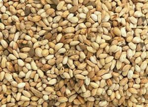Organic Neem Seed, Color : White, Light Brown