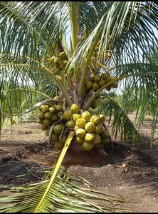 Hybrid Green Draft Coconut