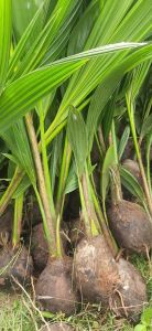 Malaysian Dwarf Coconut Plant for Outdoor
