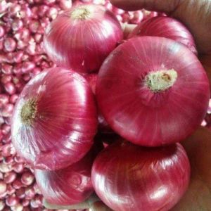 Red Onion,  Style : Natural