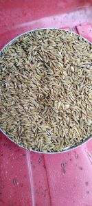 Organic Sonam Paddy Seeds, Seed Type : Hybrid