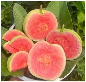 A Grade Red Diamond Guava