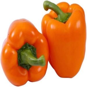 Capsicum