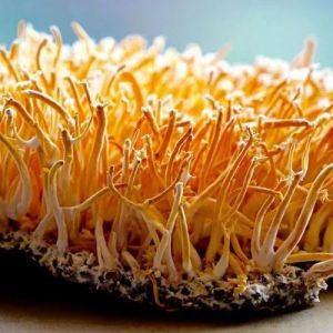 cordyceps militaris