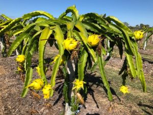 Australian Yellow Dragon Fruit Plant
