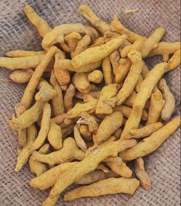 Dried Raw Turmeric Finger