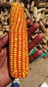 yellow maize