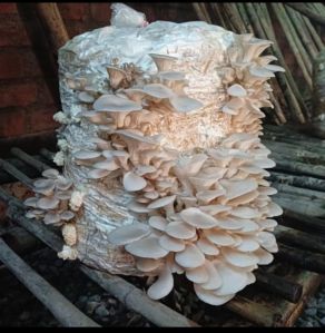 fresh oyster mushroom