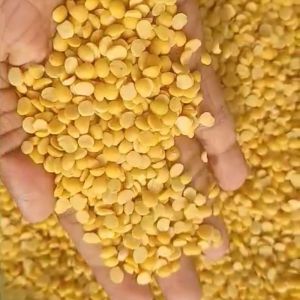 Toor Dal Grains