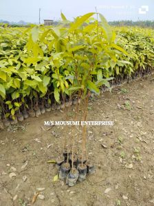 Mahagony Plant