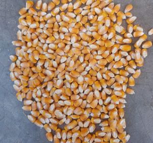 Maize Seeds