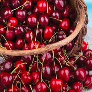 Fresh Cherry