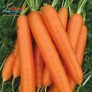 Carrots