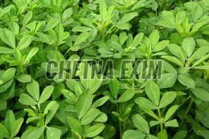 Fresh Fenugreek Leaves