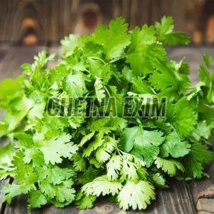 Fresh Coriander Leaves