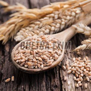 Wheat Grain