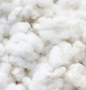 Raw Cotton