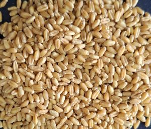 Organic Wheat Grain