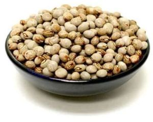 Pigeon Pea Seeds