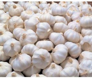 Fresh Garlic