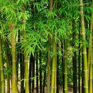 Bamboo Tree