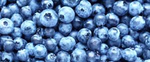 Blueberry Fruits