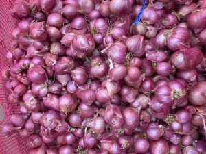 shallot onions