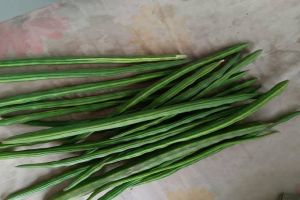 moringa drumstick