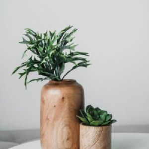 Indoor Plants Pot