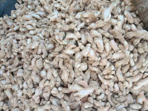 dry ginger