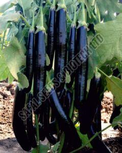 Black Long Brinjal Seeds