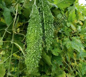 F1-Ajuba Bitter Gourd Seeds