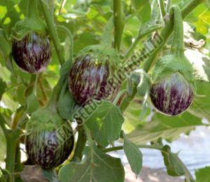F1-Aman Brinjal Seeds