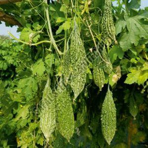 F1 Amrapali Bitter Gourd Seeds