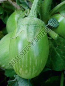 F1-Birju Brinjal Seeds