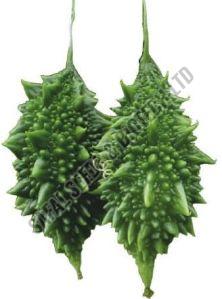 F1-Chintu Bitter Gourd Seeds