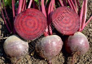 F1-Gloria Beetroot Seeds