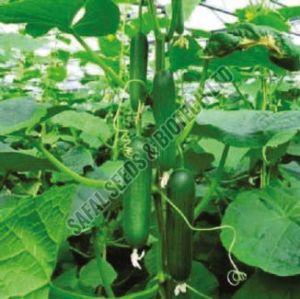 F1-Green Queen Cucumber Seeds
