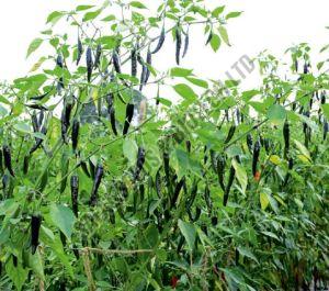 F1-Mallika Chilli Seeds