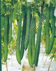 F1-Nagina Ridge Gourd Seeds