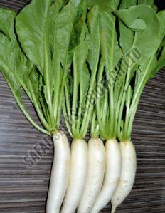 F1-Palak Patta Samrat Radish Seeds
