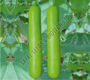 F1-Pratap Bottle Gourd Seeds