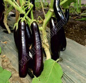 F1-Rohit Brinjal Seeds